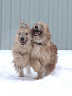 Собаки Соня и Клёпа из приюта на прогулке
