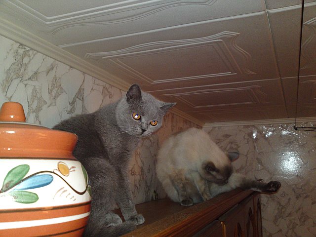 Плюша