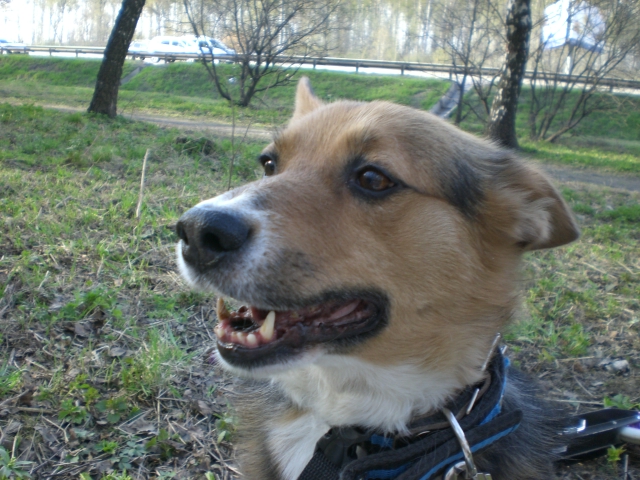 Домашняя собака Рокки