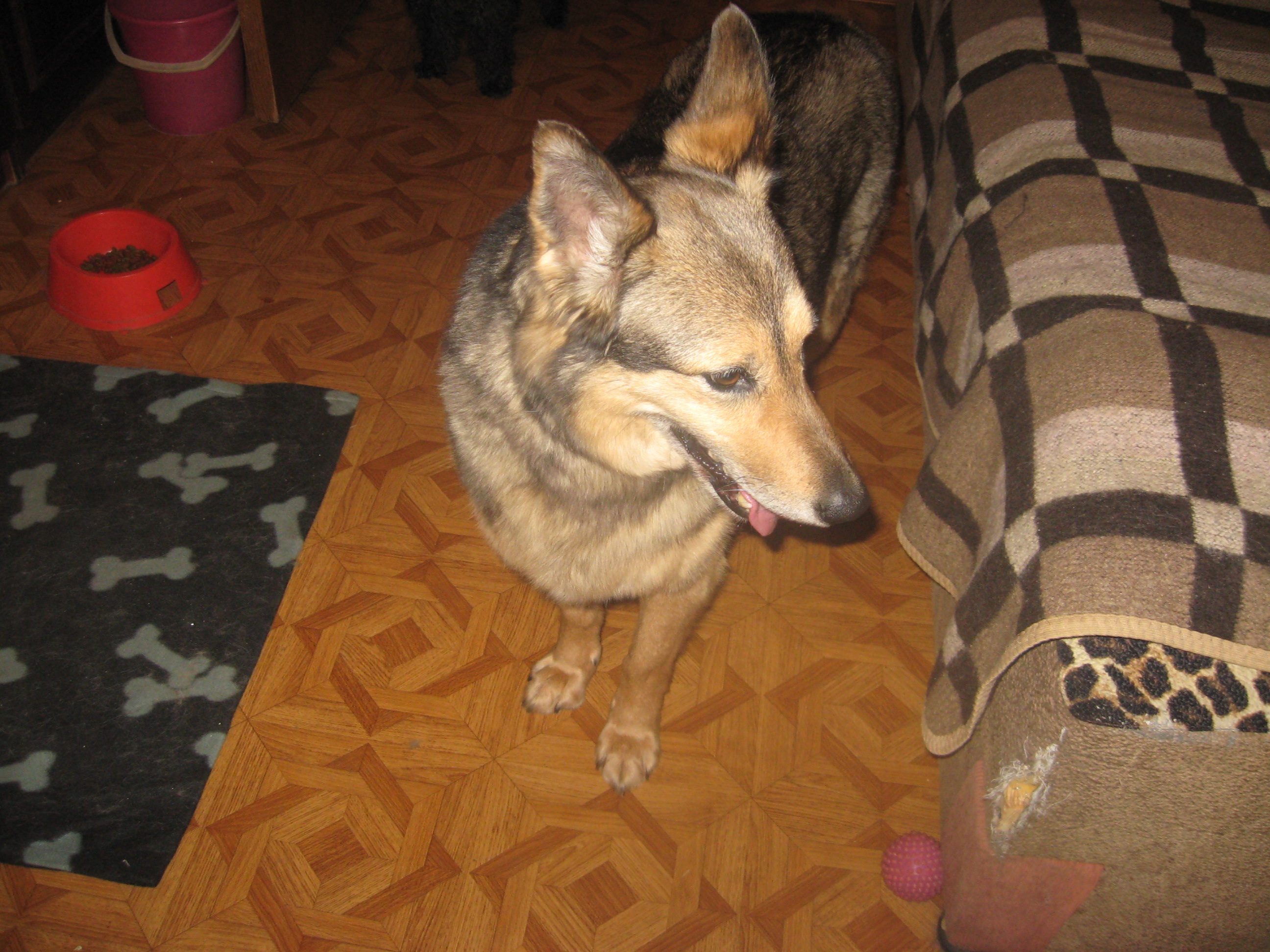 Собака из приюта Кьяра- фото из Дома
